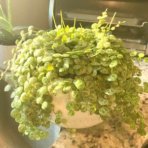 String Of Turtles Peperomia Prostrata